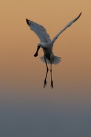 Kolpik bily - Platalea leucorodia - Eurasian Spoonbill 1955